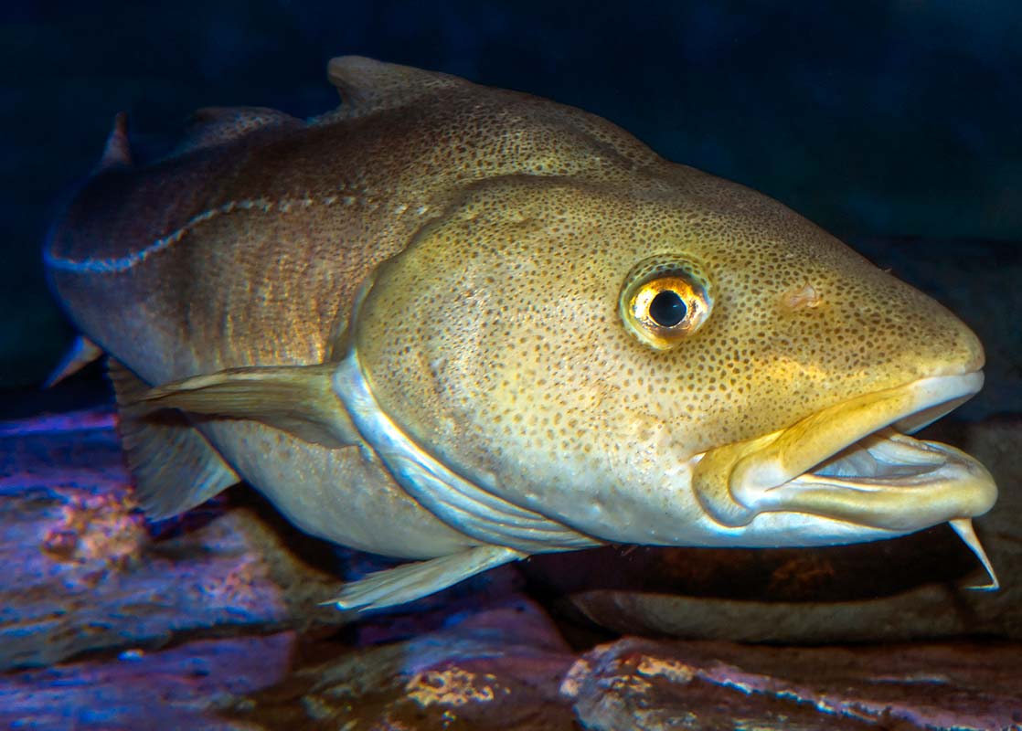 Imagen de un bacalao, Gadus Morhua